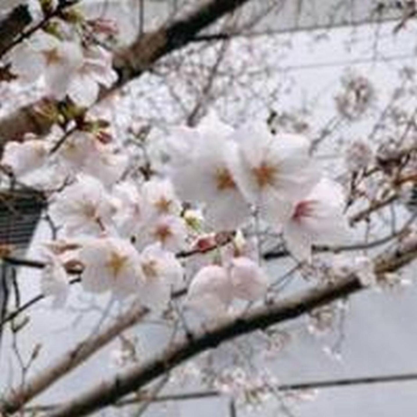 むつみ庵此花601 Apartamento Osaca Exterior foto